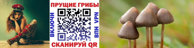 Купить где  Ливны  Псилоцибиновые грибы Cubensis 